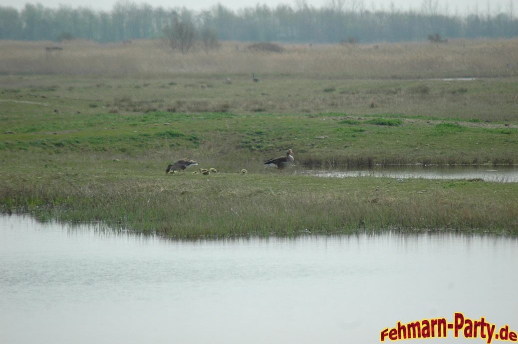 Wasservogelreservat Wallnau